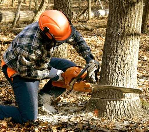 Tree Removal in Ethel, MS